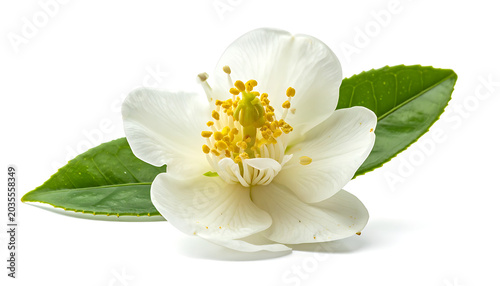 Delicate white tea flower with green leaves, symbolizing purity and natural refreshment, ideal for health and wellness concepts