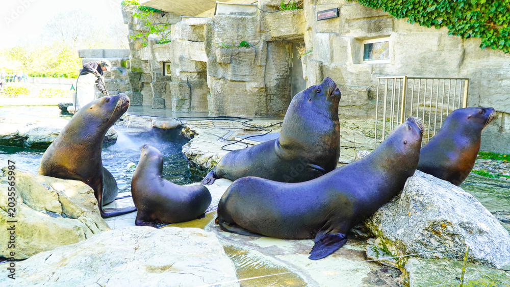 Fototapeta premium A group of sea lions wait to be fed by zookeepers. Vienna zoo Austria.