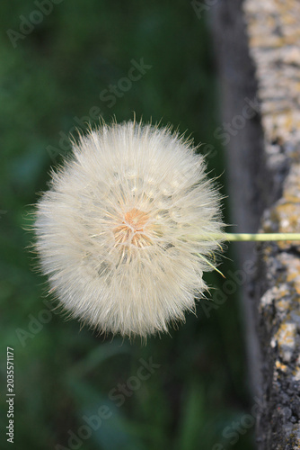 an original summer plant before autumn fading