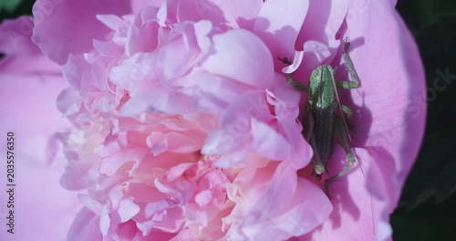 Close-up Video of a Green Grasshopper Hidden Among the Soft Petals of a Blooming Pink Peony