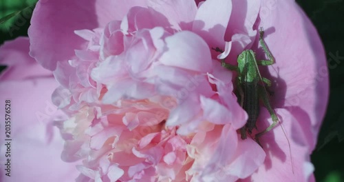Macro Shot of a Green Grasshopper Sitting on Pink Peony Flower Petals in Summer Garden