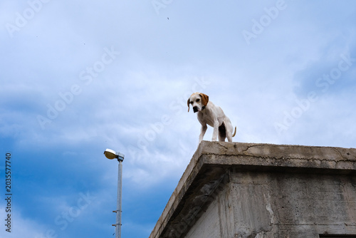 A bi-color dog on a concrete roof edge, curiously gazing below against a bright blue sky
