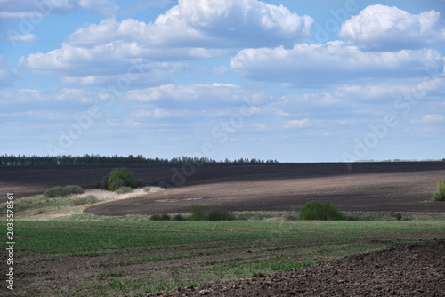 Fotografi Contrast of dark, freshly ploughed arable land and bright green winter crops under a blue sky with fluffy clouds