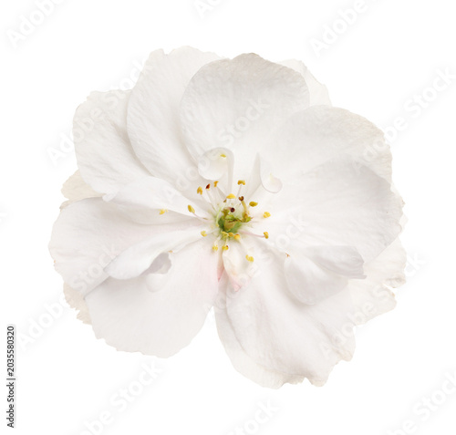 Beautiful sakura tree blossom isolated on white