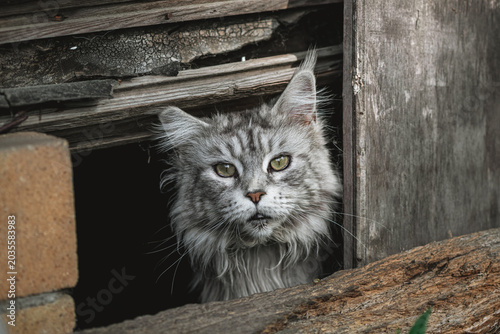Foto Maine coon cat with silver tabby fur peeking from a dark crevice in rustic woode
