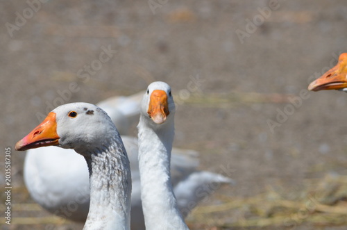 A group of domestic white geese resting on a farm ground on a sunny day. Large farm birds with bright orange beaks in a rural countryside environment. Agriculture and livestock concept