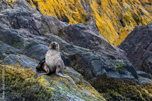 Fur Seal sitting on Dark Grey Rocks with a Golden Background