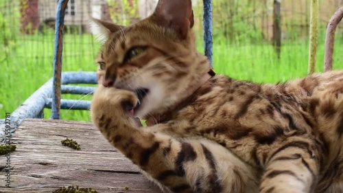 Bengal cat resting outdoors while lying down and licking its paw, horizontal video