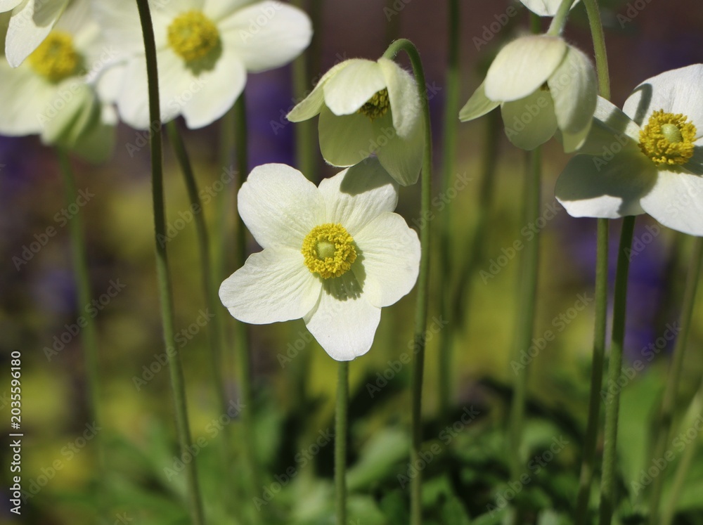 Fototapeta premium Anemonoides sylvestris (snowdrop anemone or snowdrop windflower)