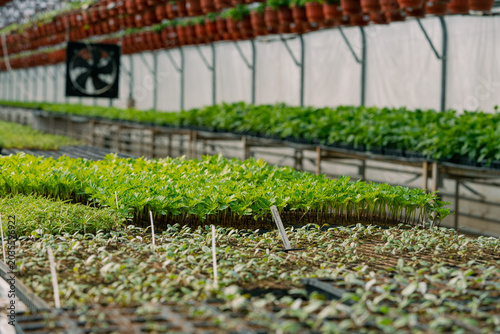 Konstfotografi Rows of young green plants growing in seedling trays inside a large greenhouse,