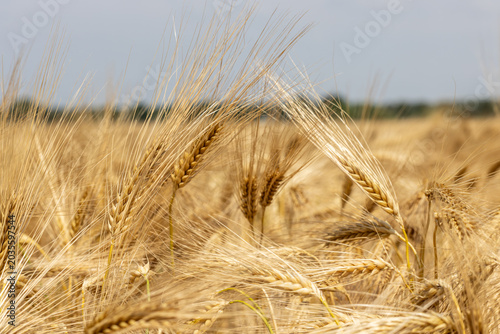 Canvastavla Golden grain field ready for harvest in Arcen