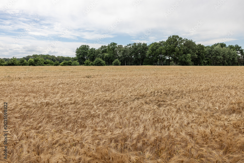 Fototapeta premium Golden wheat field with green trees in Arcen