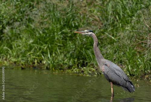 Great Blue Heron standing in the lake side view