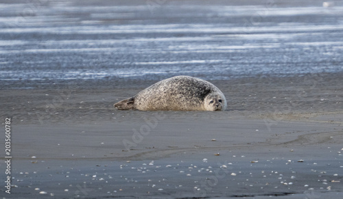 Robben wild auf Sandbank in der Nordsee