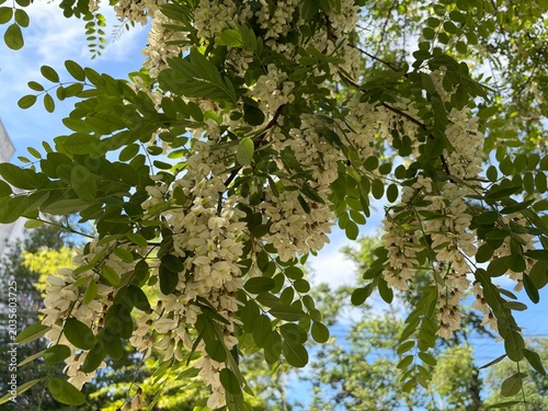 Close-up of blooming Robinia pseudoacacia 
