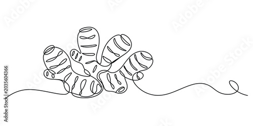 Continuous one line drawing of fresh ginger root organic spice Vector, illustration
