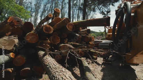 Logging harvester machine stacking cut trees