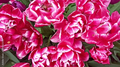 cyclamen color terry tulips blossoming in grden. top view