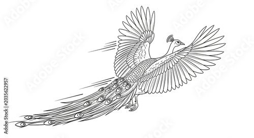 Majestic and graceful flying bird line art illustration, depicting intricate feather details and a long, flowing tail in motion