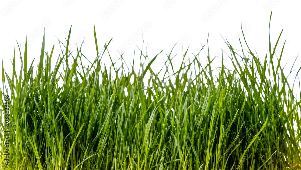 Fototapeta premium Isolated lush fresh vibrant green grass border for natural design elements and organic concepts
