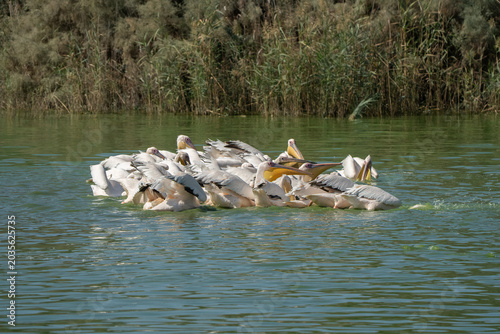 Pelicans in a Feeding Frenzy
