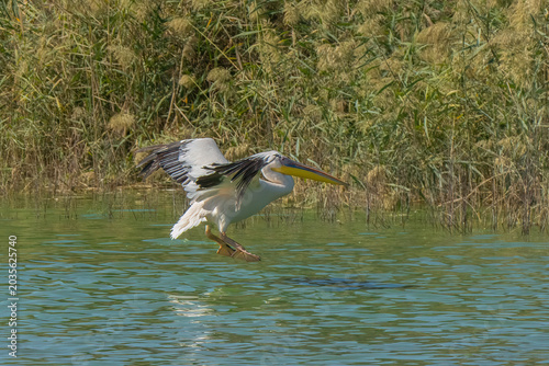 A Pelican Landing in a Pond