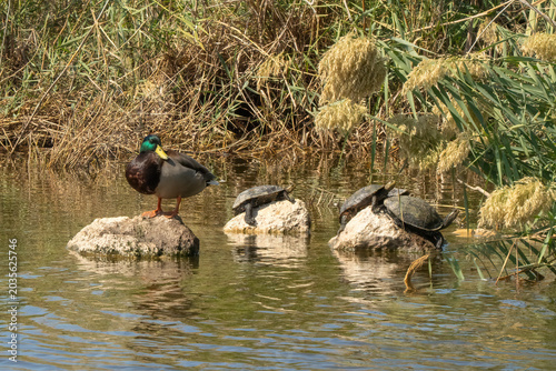 A Male Mallard and some Swamp Turtles