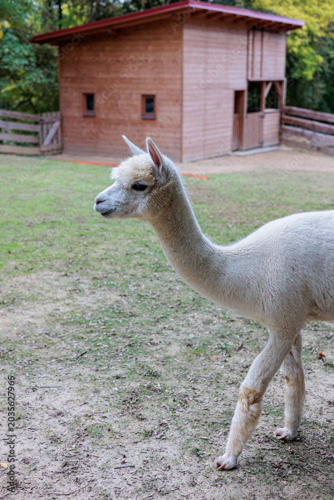 Naklejka premium Curious White Alpaca Walking Along Woodland Edge With Herd At Rustic Farm Fence