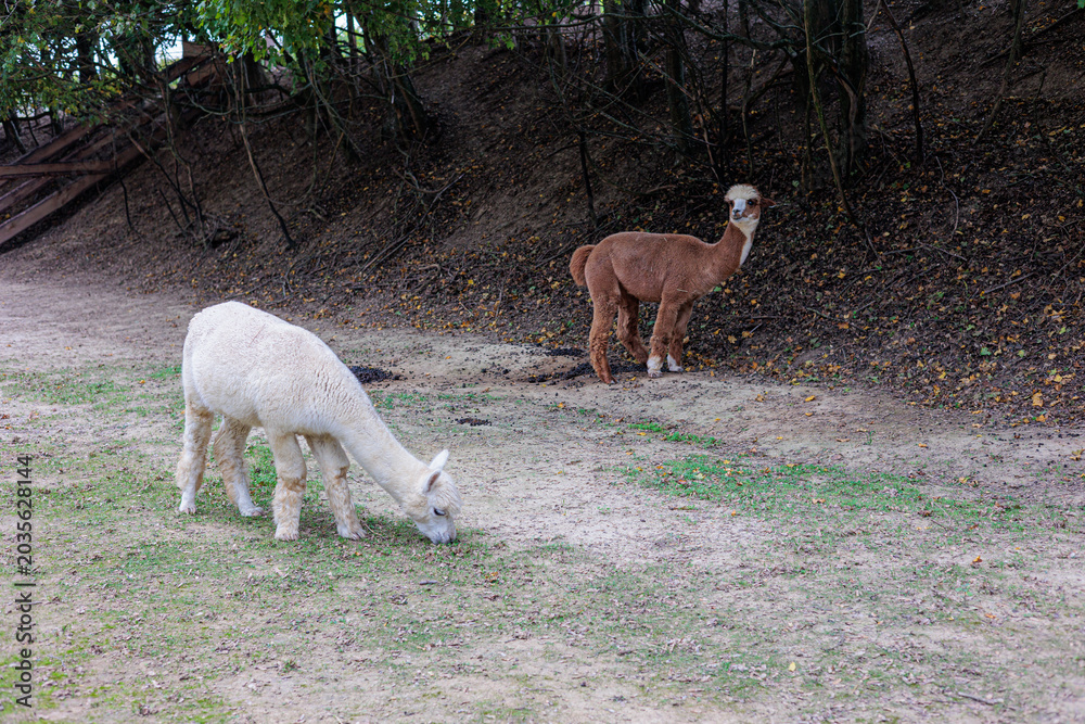 Naklejka premium Curious White Alpaca Walking Along Woodland Edge With Herd At Rustic Farm Fence