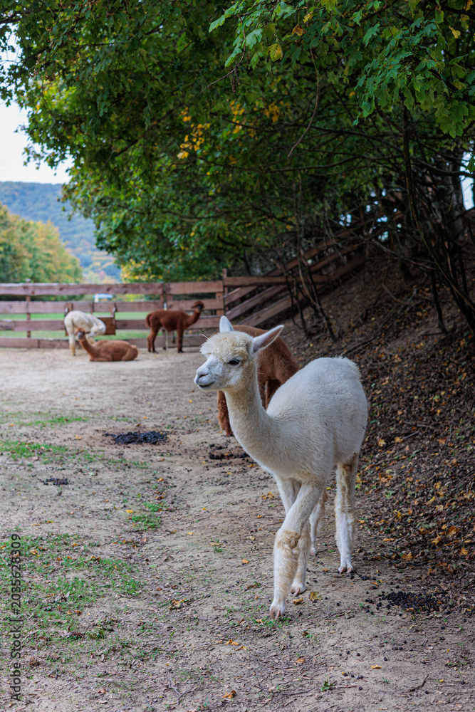 Naklejka premium Curious White Alpaca Walking Along Woodland Edge With Herd At Rustic Farm Fence