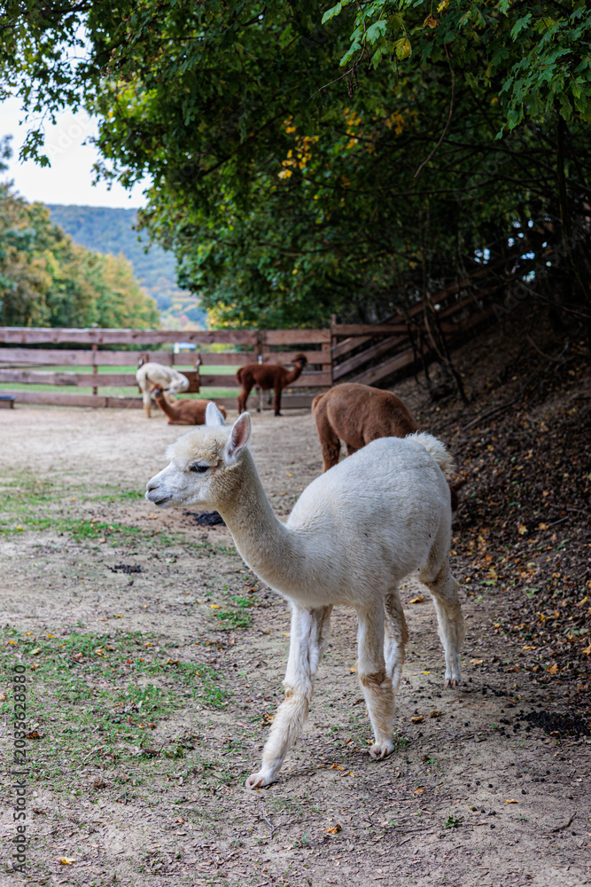 Naklejka premium Curious White Alpaca Walking Along Woodland Edge With Herd At Rustic Farm Fence