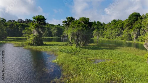 Tranquil Cypress Swamp in sunny day