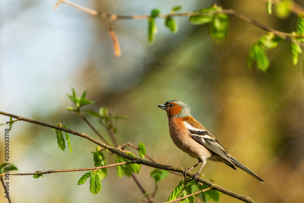Fototapeta premium Common Chaffinch in Spring Nature