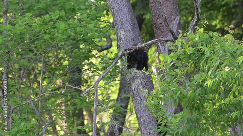 Black Bear Cubs in Tree