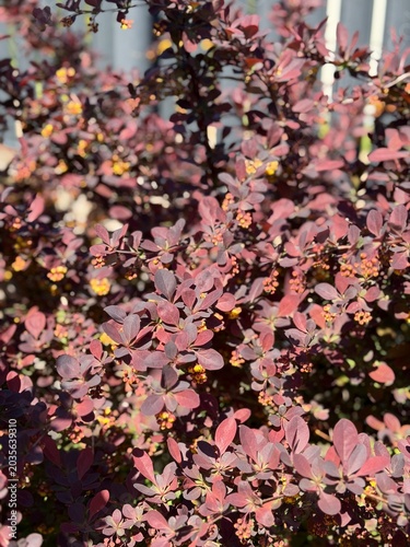 Принти на полотні A close-up of a Thunberg's barberry shrub showcasing vibrant deep purple foliage and small yellow blossoms in spring sunlight