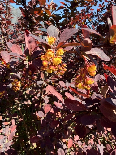 Foto A close-up of a Thunberg's barberry shrub showcasing vibrant deep purple foliage and small yellow blossoms in spring sunlight