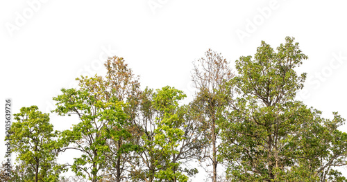 Photos Cutout tree line