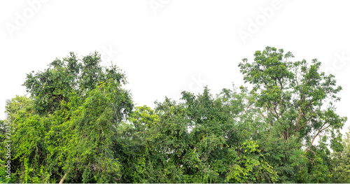 Bild auf Leinwand Cutout tree line