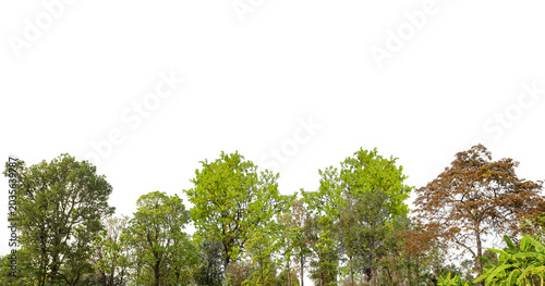 Tableau sur toile Cutout tree line