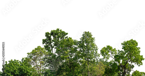 Foto Cutout tree line