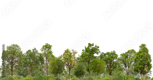Foto Cutout tree line