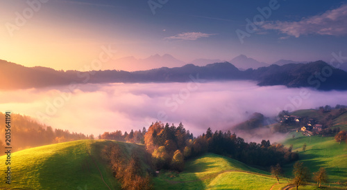 Obraz na płótnie Aerial view of trees on alpine meadow, mountains in pink low clouds at foggy sunrise in summer