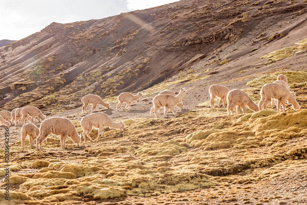 Naklejka premium Herd of alpacas near Vinicunca Rainbow mountain, Peru