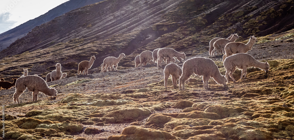 Naklejka premium Herd of alpacas near Vinicunca Rainbow mountain, Peru