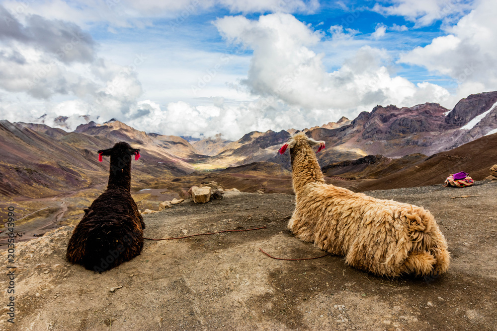 Naklejka premium Alpacas at Vinicunca Rainbow mountain, Peru
