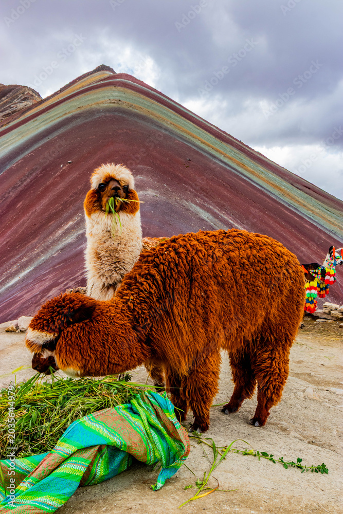 Fototapeta premium Alpacas at Vinicunca Rainbow mountain, Peru