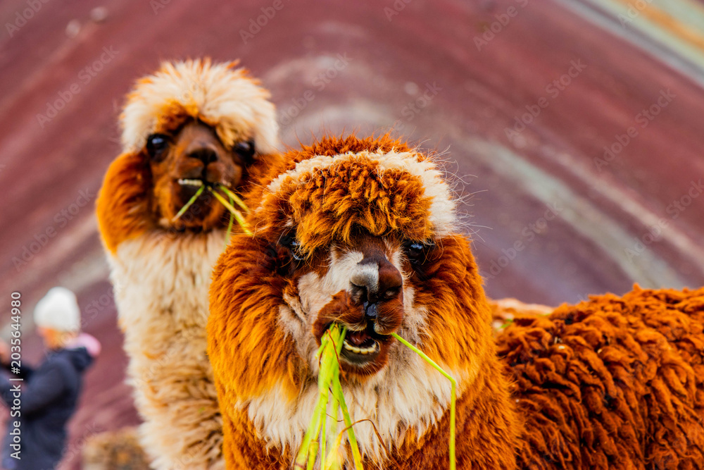 Fototapeta premium Alpacas at Vinicunca Rainbow mountain, Peru