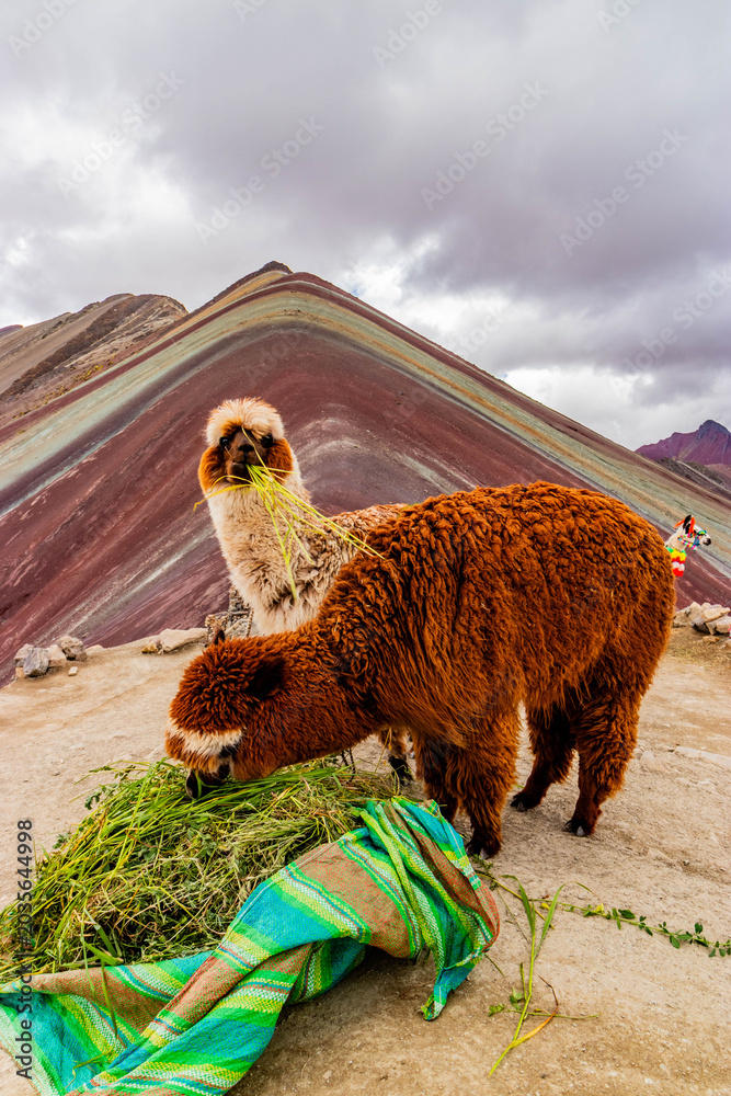 Naklejka premium Alpacas at Vinicunca Rainbow mountain, Peru