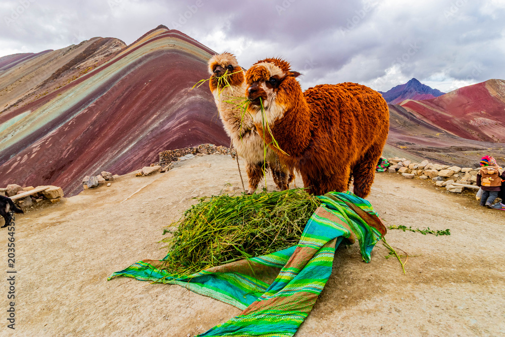 Naklejka premium Alpacas at Vinicunca Rainbow mountain, Peru