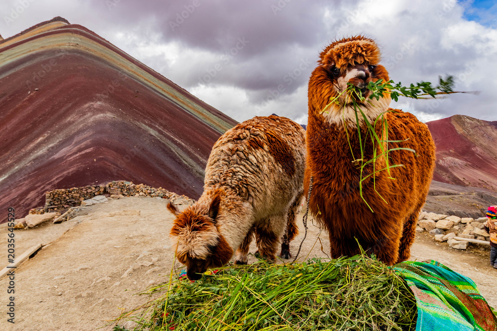 Naklejka premium Alpacas at Vinicunca Rainbow mountain, Peru